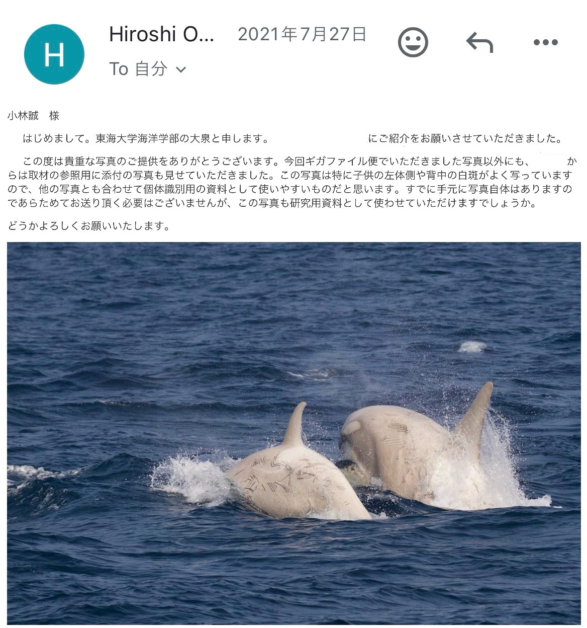 羅臼に来た白いシャチについて専門家に聞いてみたときのお話。周期は？アルビノなの？