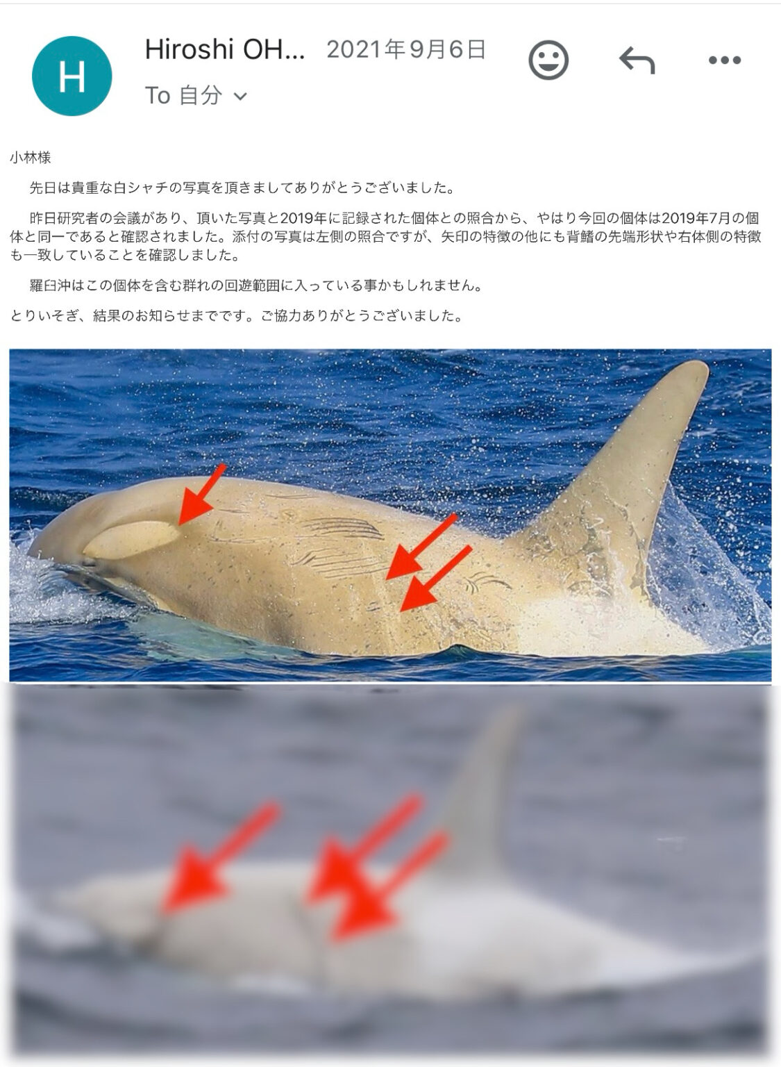 羅臼に来た白いシャチについて専門家に聞いてみたときのお話。周期は？アルビノなの？