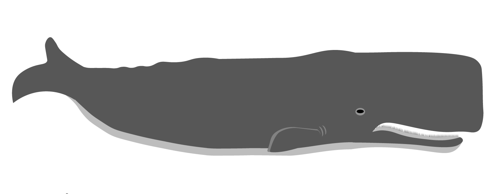 マッコウクジラ