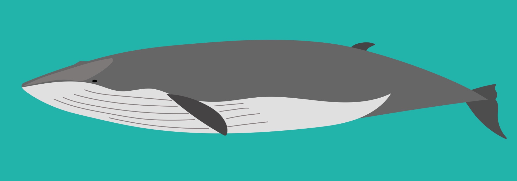 ナガスクジラ