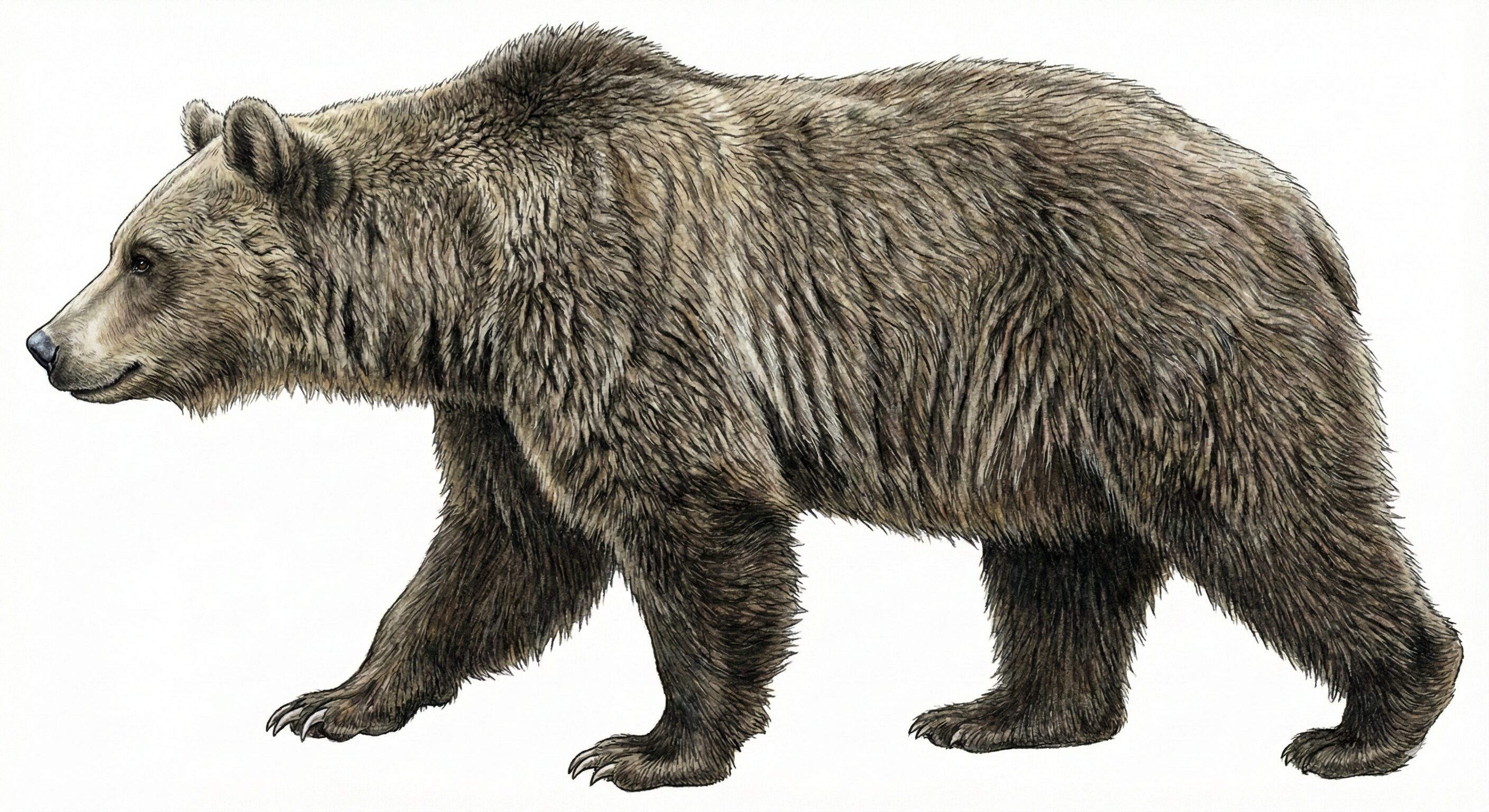 ヒグマ側面（外見）